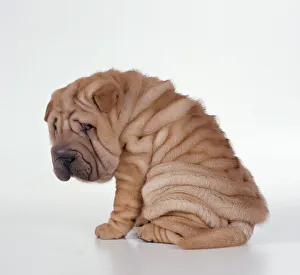 Bizarre Collection: Shar Pei Dog - Puppy sitting down