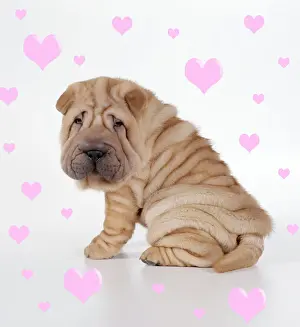 Heart Prints: Shar Pei Dog - Puppy sitting down