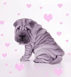 Shar Pei Prints: Shar Pei Dog - Puppy sitting down