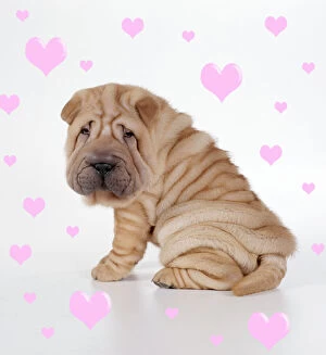 Shar Pei Dog - Puppy sitting down, with hearts