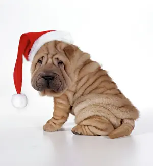 Glamour Prints: Shar Pei Dog - Puppy sitting down wearing Christmas hat