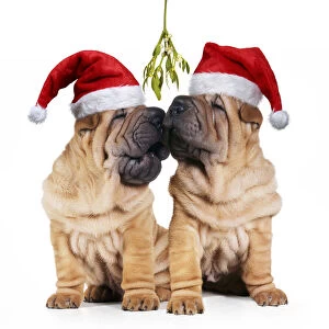 Shar-pei Dogs, pair wearing Christmas hats kissing