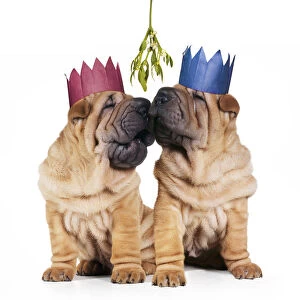 Shar-pei Dogs, pair wearing Christmas party hats