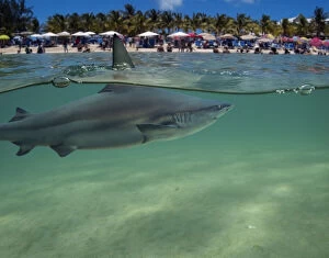 Bellow Water Collection: Shark approaching a beach with bathers. Increasingly, people