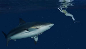 Bellow Water Collection: Shark approaching swimmer at night. Increasingly, people and sharks come into contact as humans