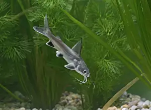 Barbel Prints: Shark catfish – side view by weeds – Americas UK
