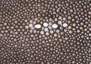 Texture Prints: Shark Skin - Leather close up, Australia
