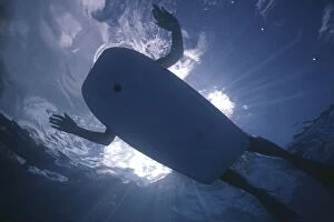 Attacks Gallery: Sharks Eye view of a person on a body board