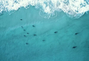 SHARKS - Off a surf beach