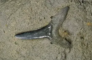 Shark's Tooth Fossil London clay, Herne Bay, Kent, UK