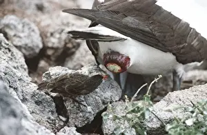 Endemic Prints: Sharp-beaked Ground Finch - taking secretion that eases egg-laying for a Masked Booby - Wolf Island