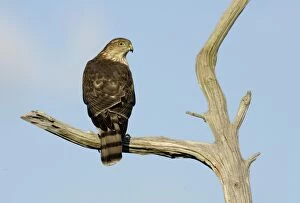 Images Dated 27th October 2005: Sharp-shinned Hawk