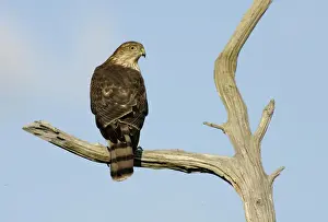 Accipiter Prints: Sharp-shinned Hawk