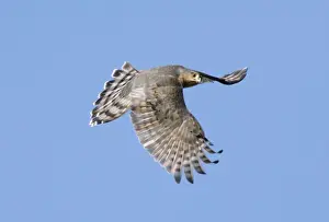Sharp-shinned Hawk