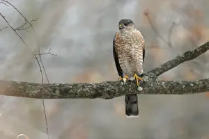 Striatus Prints: Sharp-shinned Hawk - adult