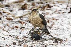 Sharp-shinned Hawk - adult. Killing and eating a starling