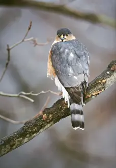 Striatus Prints: Sharp-shinned Hawk - adult - October - Connecticut - USA