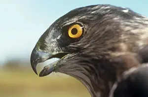 Sharp-shinned Hawk - Connecticut - USA