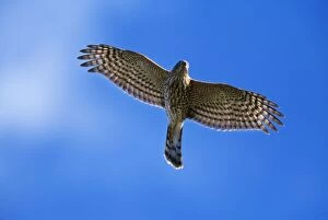 Sharp-Shinned Hawk - in Flight