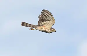 Accipiter Prints: Sharp-shinned Hawk - immature in flight - Fall migration - Cape May - NJ - USA