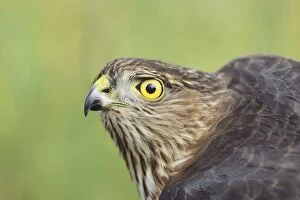 Sharp-shinned Hawk - immature with yellow eye