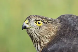 Sharp-shinned Hawk - immature with yellow eye. Smallest member of the accipiter family. Hunts and feeds primarily on small songbirds