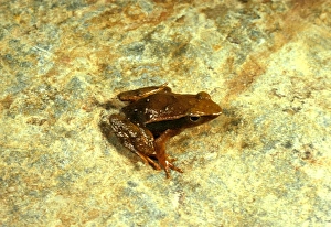 Images Dated 25th July 2006: Sharp-snouted torrent / Sharp-nosed day frog