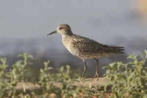 Sandpiper Prints: Sharp-tailed Sandpiper In breeding plumage at Finke sewage ponds