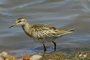 Sandpiper Prints: Sharp-tailed Sandpiper Lake Moondarra, Mt Isa, Queensland, Australia