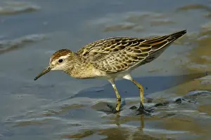 Sharp-tailed Sandpiper Near Sewage Ponds, Mt Isa, Queensland, Australia