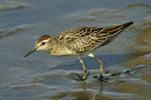 Images Dated 16th October 2003: Sharp-tailed Sandpiper Near Sewage Ponds, Mt Isa, Queensland, Australia
