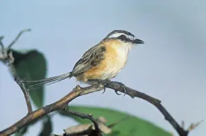 Sharp Tailed Prints: Sharp-tailed Tyrant - Brazil