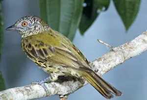 Sharpbill