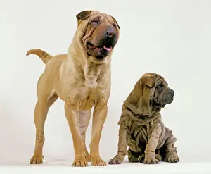 Sharpei Dogs - Adult and puppy