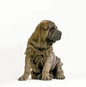 Shar Pei Prints: Sharpei Dogs - puppy Digital manipulation - removed adult Sharpei