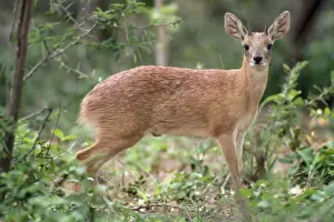Sharpe's Grysbok