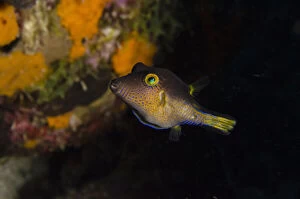 Images Dated 11th November 2011: Sharpnose Puffer (Canthigaster rostrata)