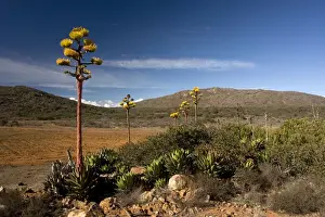 Xerophyte Prints: Shaw's Agave, growing in the desert of north-west Baja California