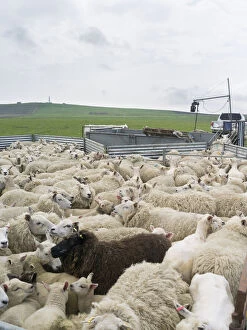 Shearing Shetland sheep in a paddock. It