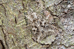 Images Dated 23rd May 2010: Shears - on tree trunk - North Lincolnshire - England