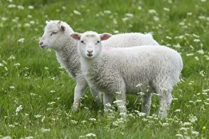 Images Dated 17th June 2012: Sheep - two baby lambs in flower meadow