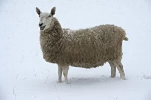 Images Dated 19th January 2013: SHEEP - Border leicester standing in snow