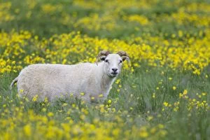 Buttercup Gallery: Sheep - in buttercup meadow