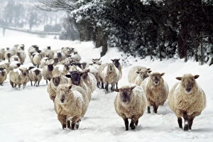 Farm Animals Collection: Sheep - Cross Breds in snow. Herefordshire, UK