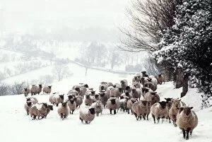SHEEP - Crossbreds - in snow