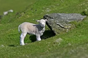 Sheep - cute lamb hiding under rock and looking into camera