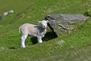 Lamb Prints: Sheep cute lamb hiding under rock and looking into camera Hermaness Nature Reserve