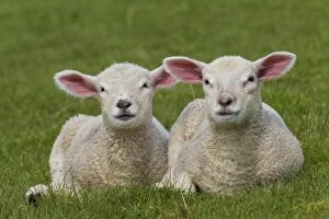 Two sheep - Cute lambs are best friends