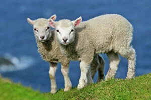 Farm Animals Gallery: Sheep - two cute lambs standing on cliff edge looking into camera