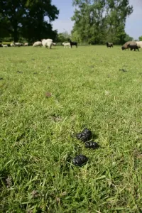 Faeces Prints: Sheep - Droppings